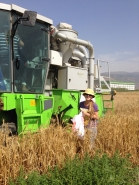 Wheat Harvesting 2015 picture no. 6