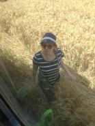 Wheat Harvesting 2015 picture no. 9