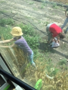 Wheat Harvesting 2015 picture no. 1