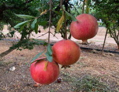 Volunteering in a pomegranate farm, November 2023