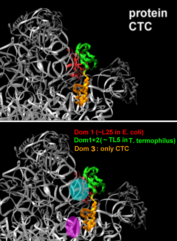 Harms et al., Cell, 107, 679-88 (2001); Bashan et al., Mol Cell, 11,91-102 (2003)